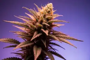 Ice Cream Cake Strain: Complete Guide & Grow Tips for 2025 7 Flowering Ice Cream Cake strain cannabis plants with dense frosty buds and vibrant pistils
