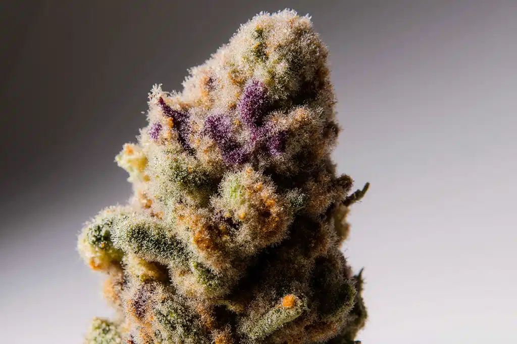 Close-up image of Ice Cream Cake strain cannabis buds with frosty trichomes