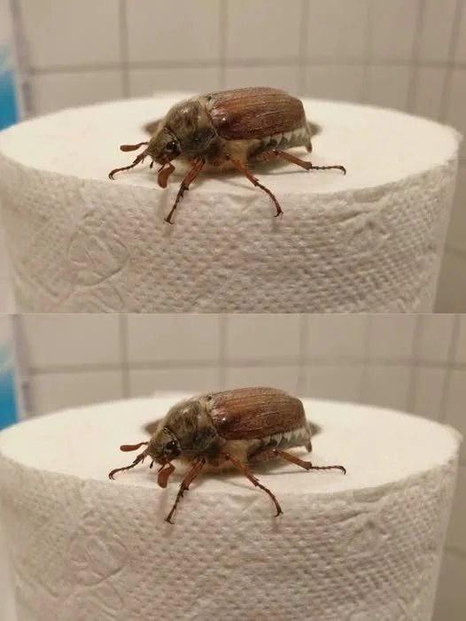 Guide to bathroom insect identification and safety measures.