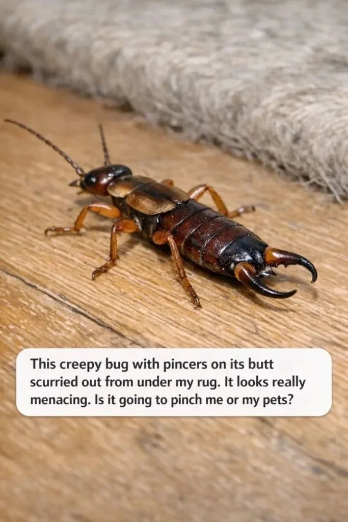 Earwigs Under the Rug: Do They Pinch People or Pets? 1 Earwig under a rug, exploring its habitat and behavior.