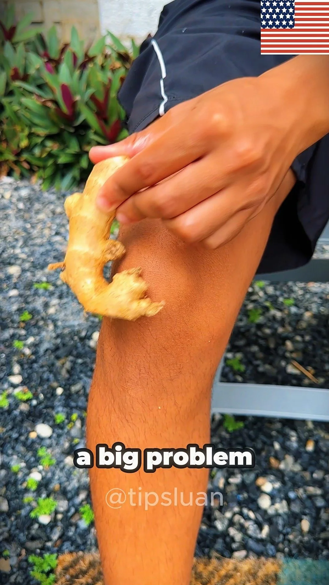 Ginger on the Knee: One Try and You’ll Be Hooked 1 Fresh ginger root placed on a knee for natural pain relief.