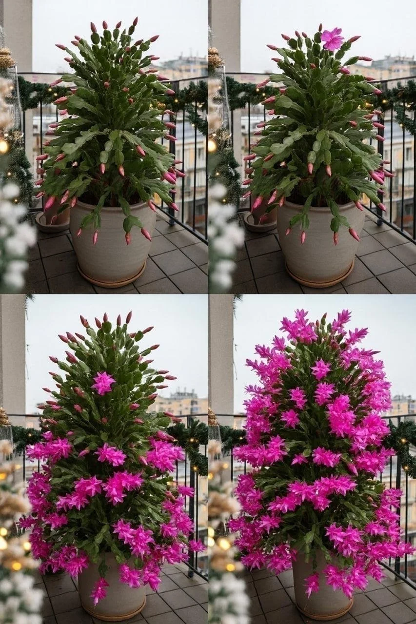 How to Get More Blooms on a Christmas Cactus 1 Flowering Christmas cactus in bloom with colorful flowers and lush green leaves.