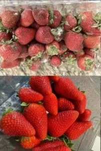 How to Keep Strawberries Fresh Longer: Expert Tips to Prevent Mold and Spoilage 1 A bowl of fresh strawberries with tips on how to keep strawberries fresh longer