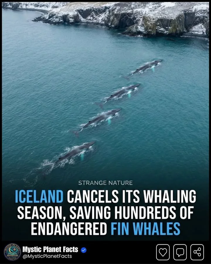 Iceland's Only Fin Whale Hunting Company Steps Away From 2025 Hunt 1 Fin whale hunting activities in Iceland with a focus on conservation efforts.
