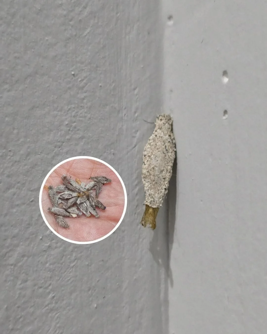 Regularly Inspect Your Home Walls for Insects 1 Home walls inspection for insects to ensure safety and prevent damage.