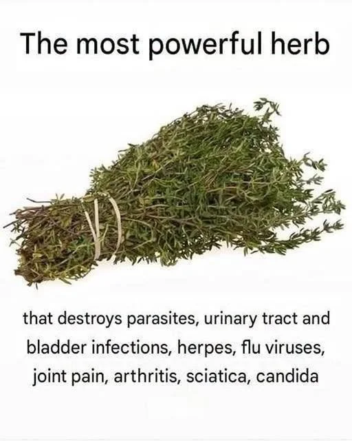 Herb that combats urinary tract parasites for natural healing